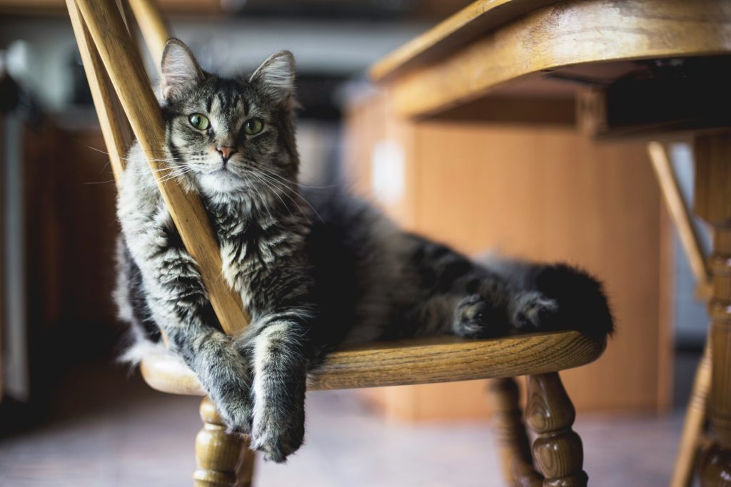 Chat gris allongé sur chaise en bois